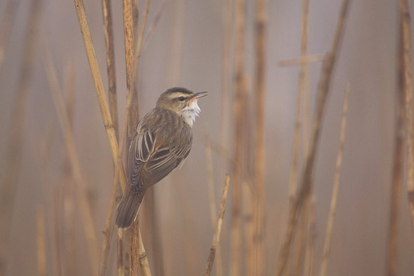 Rietzanger (Acrocephalus schoenobaenus) 