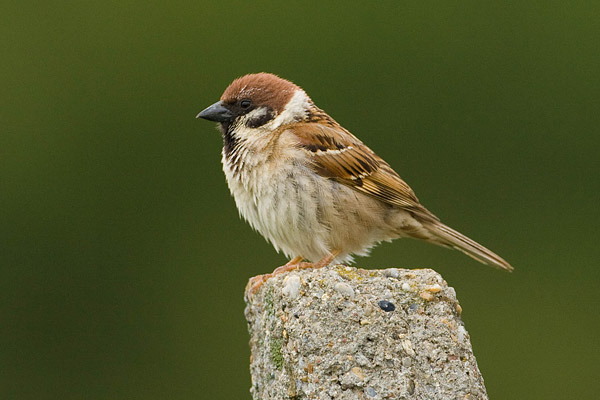 Ringmus (Passer montanus) 