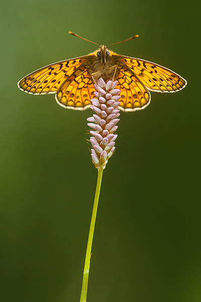 Ringoogparelmoervlinder (Boloria eunomia) 