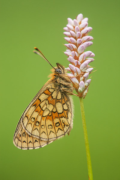 Ringoogparelmoervlinder (Boloria eunomia) op zwarte rapunzel