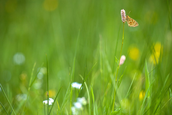 Ringoogparelmoervlinder (Boloria eunomia) in bloemenweide