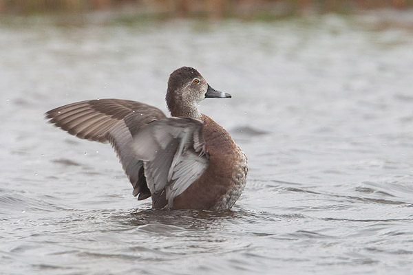 Vrouwtje Ringsnaveleend (Aythya collaris) streks haar vleugels