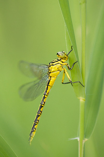 Vrouwtje Rivierrombout (Gomphus flavipes) 