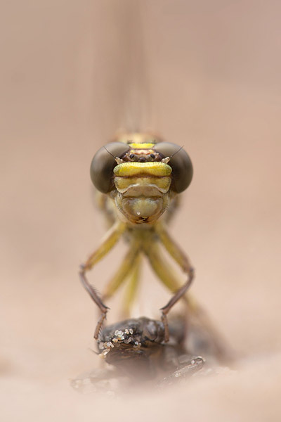 Uitsluipende rivierrombout(Gomphus flavipes)