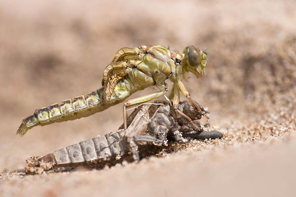 Uitsluipende rivierrombout(Gomphus flavipes)