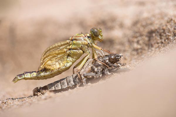 Uitsluipende rivierrombout(Gomphus flavipes)