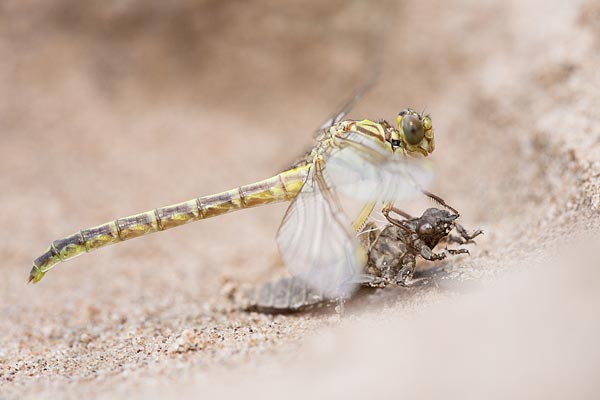 Uitsluipende rivierrombout(Gomphus flavipes)