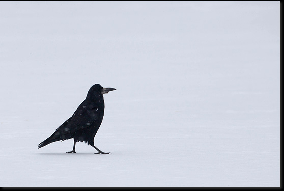 Roek (Corvus frugilegus) 