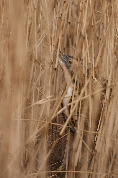 Roerdomp in het Lauwersmeergebied