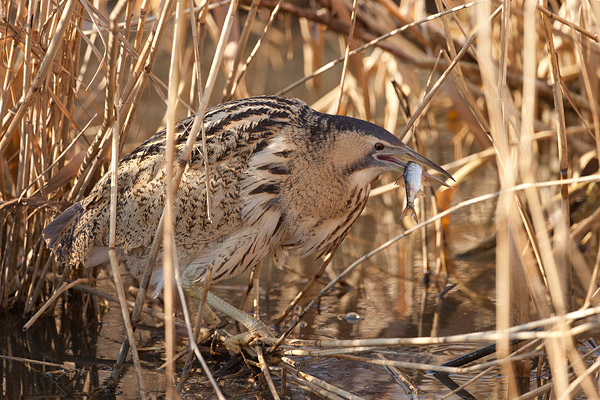 Roerdomp (Botaurus Stellaris) in het Lauwersmeergebied.