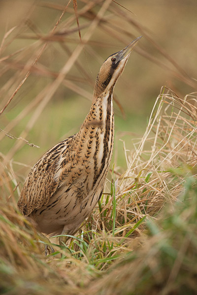 Roerdomp in het Lauwersmeergebied