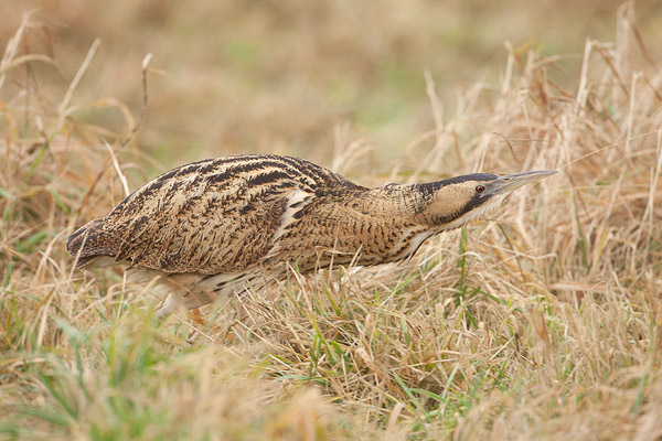 Roerdomp in het Lauwersmeergebied