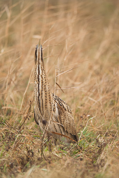 Roerdomp in het Lauwersmeergebied