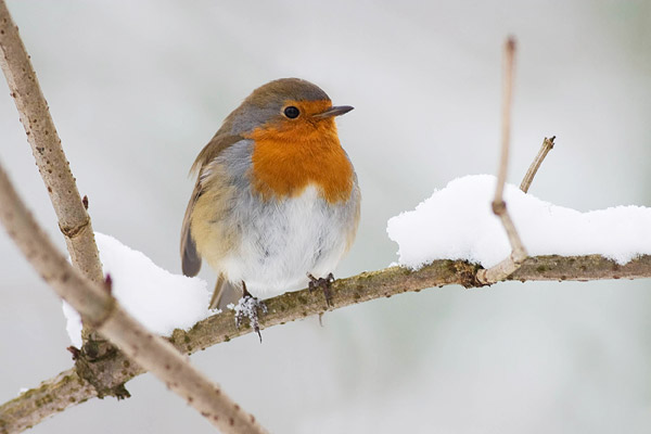 Roodborstje in de sneeuw