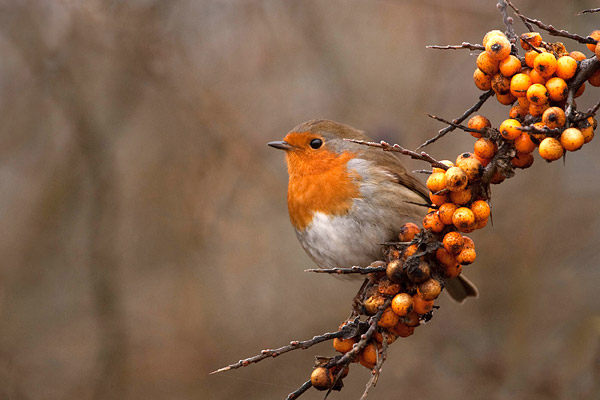 Roodborst in duindoorn.