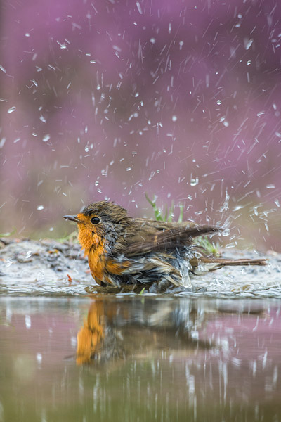 Badderende roodborst