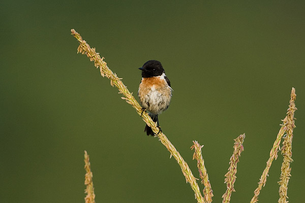 Roodborsttapuit (Saxicola torquata) vrouwtje