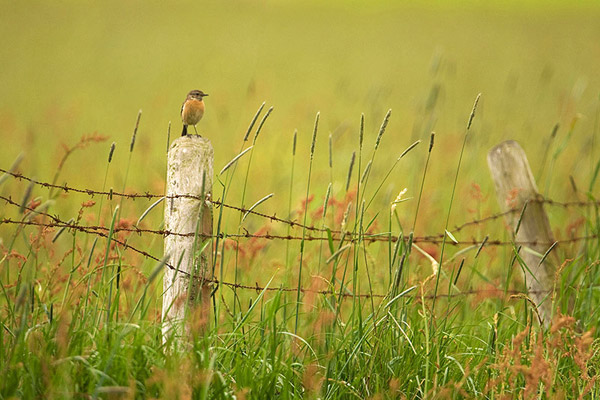 Roodborsttapuit (Saxicola torquata) in mais