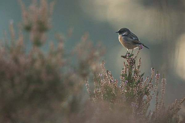 Vrouwtje Roodborsttapuit (Saxicola torquata) in de heide