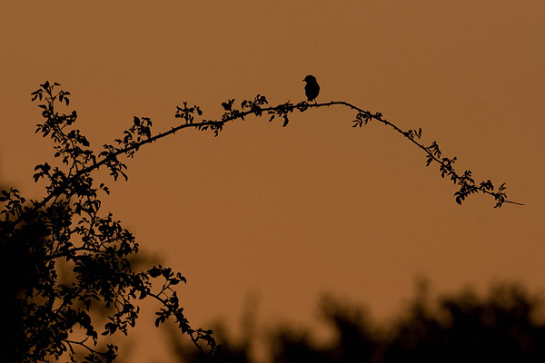 Roodborsttapuit (Saxicola torquata) silhouet tegen een rode lucht