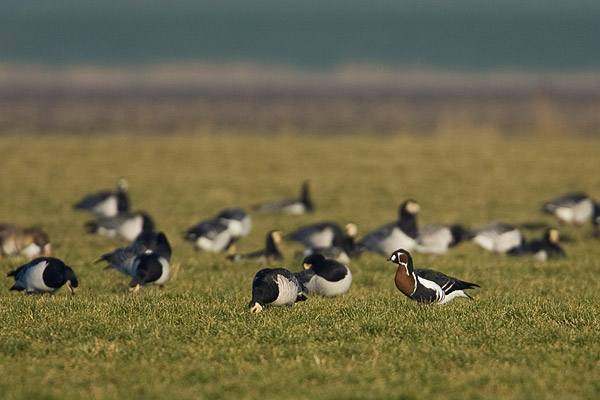 Roodhalsgans (Branta ruficollis) 