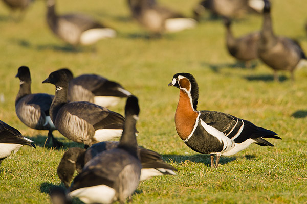 Roodhalsgans (Branta Ruficollis) tussen rotganzen in het Lauwersmeer gebied.