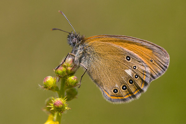 Roodstreephooibeestje (Coenonympha glycerion) 