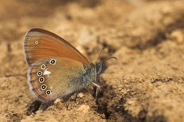 Roodstreephooibeestje (Coenonympha glycerion) 