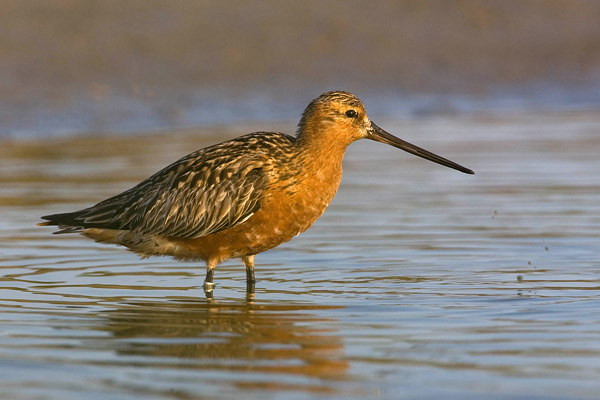 Rosse grutto (Limosa lapponica) 