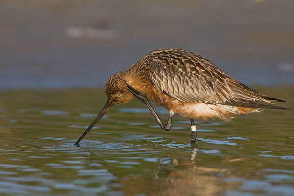 Rosse grutto (Limosa lapponica) 