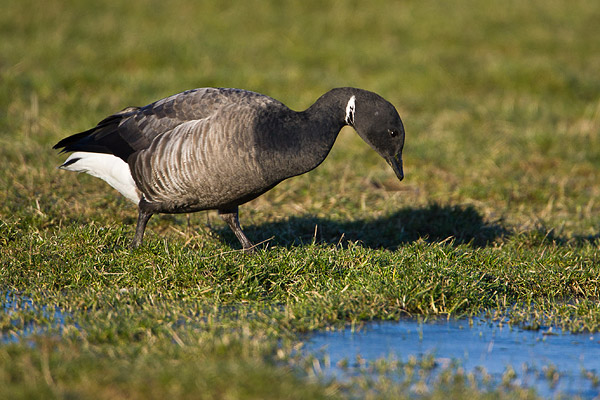 Rotgans (Branta bernicla) 