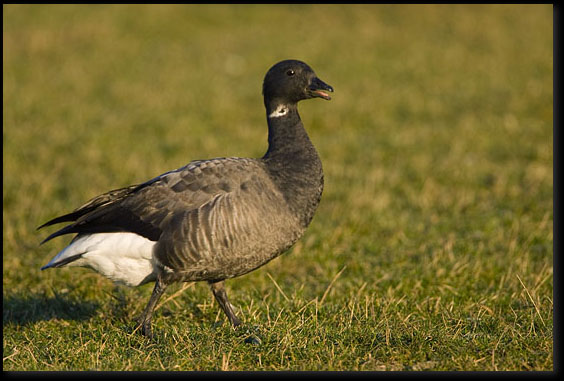 Rotgans (Branta bernicla)