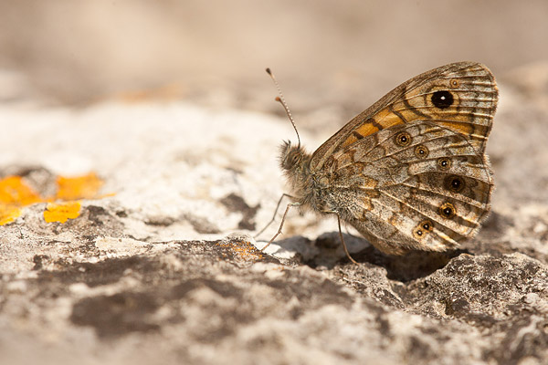 Rotsvlinder (Lasiommata maera) 