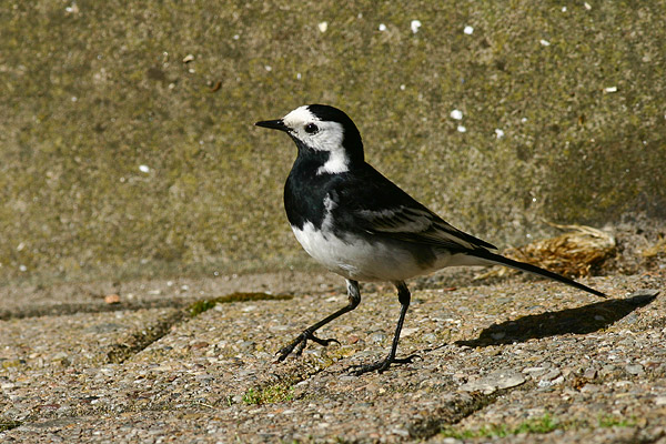 Rouwkwikstaart (Motacilla alba yarrellii) 