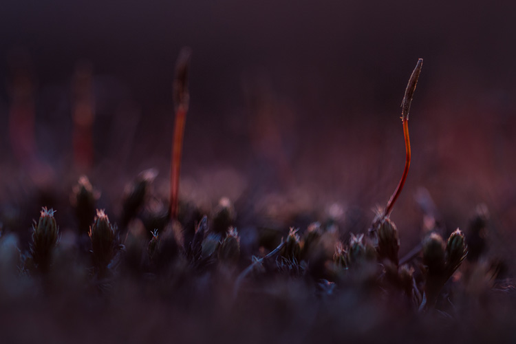 Ruig haarmos (Polytrichum piliferum) bij zonsopkomst