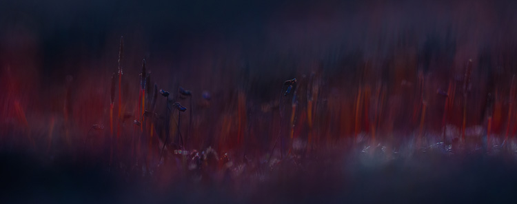 Ruig haarmos (Polytrichum piliferum) miniatuur landschap