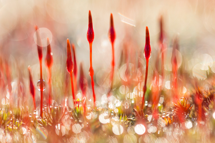 Knallend rode kleuren bij bloeiend ruig haarmos in tegenlicht