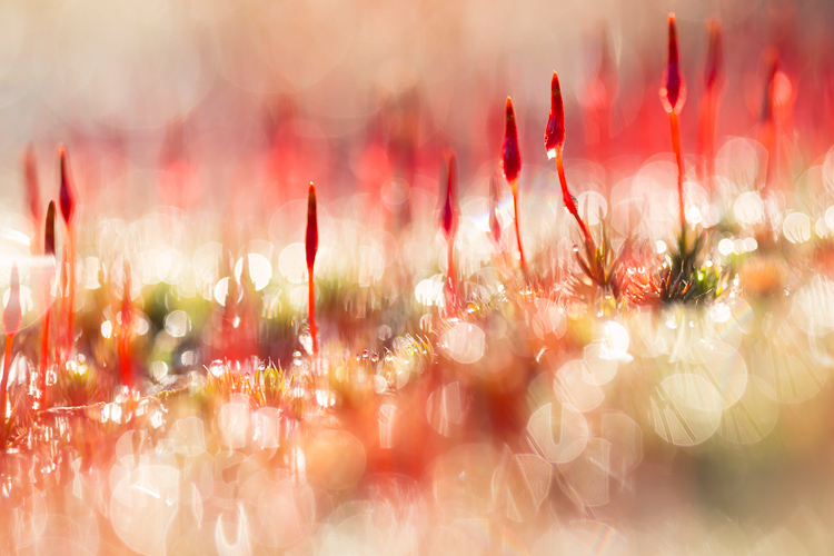 Knallende kleuren bij bloeiend Ruig haarmos (Polytrichum piliferum) 