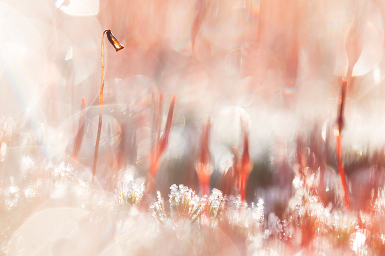 Sporenkapsel van ruig haarmos met bokeh