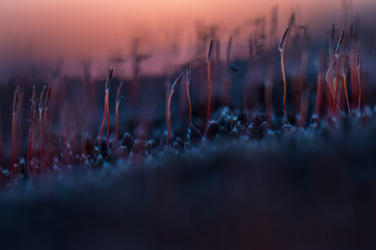 Ruig haarmos (Polytrichum piliferum) bij zonsopkomst