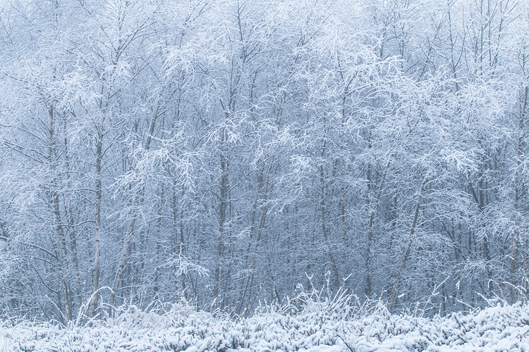 Besneeuwde jonge berken op de Sallandse heuvelrug