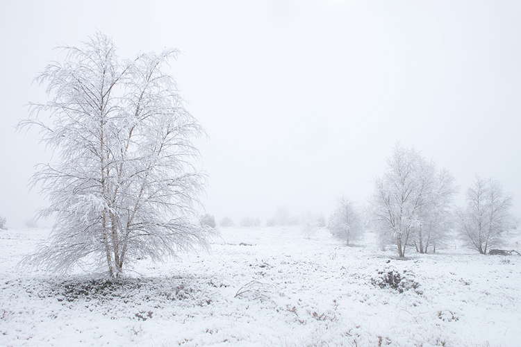 Besneeuwde jonge berken op de Sallandse heuvelrug