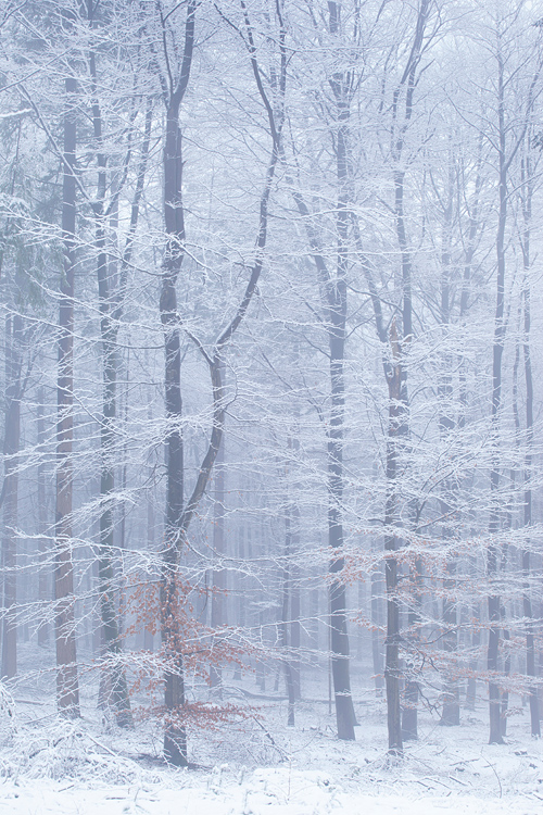 Besneeuwde beukentakken