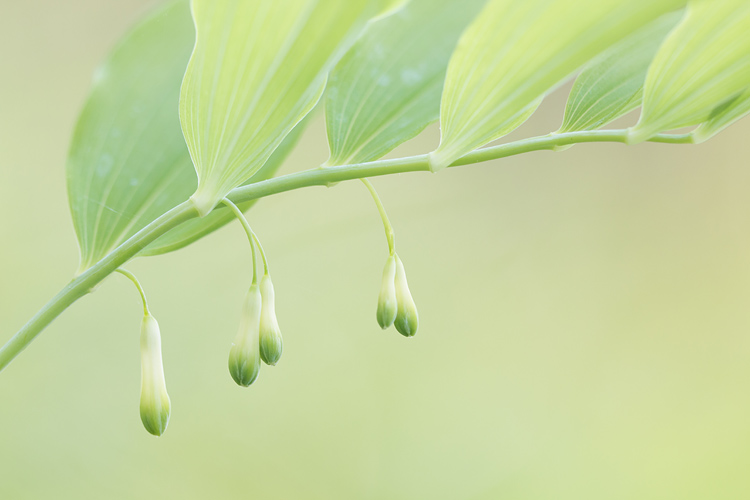 Salomonszegel (Polygonatum multiflorum)