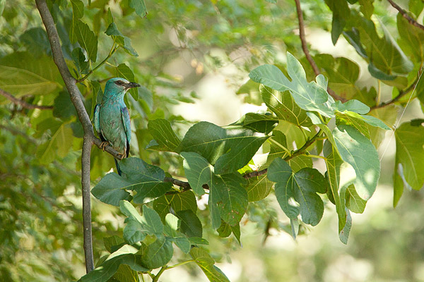 Scharrelaar (Coracias garrulus) in de Camargue