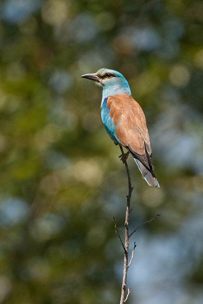 Scharrelaar (Coracias garrulus) 