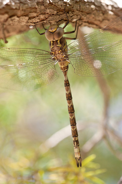 Schemerlibel (Boyeria irene) 