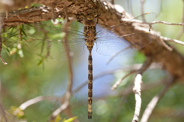 Schemerlibel (Boyeria irene) 