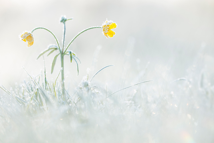 Scherpe boterbloem (Ranunculus acris) onder de rijp