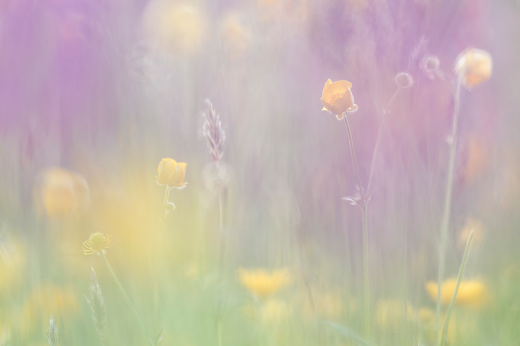 Scherpe boterbloem (Ranunculus acris) met paarse waas van brede orchissen